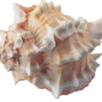 kisspng-conch-seashell-clam-escargot-5ae61055b915e2