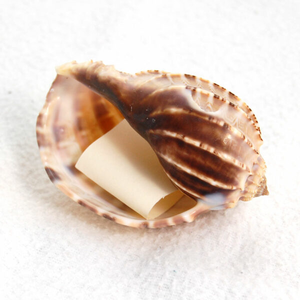 Muschel-Sweet-Love-Ansicht-unten.jpg